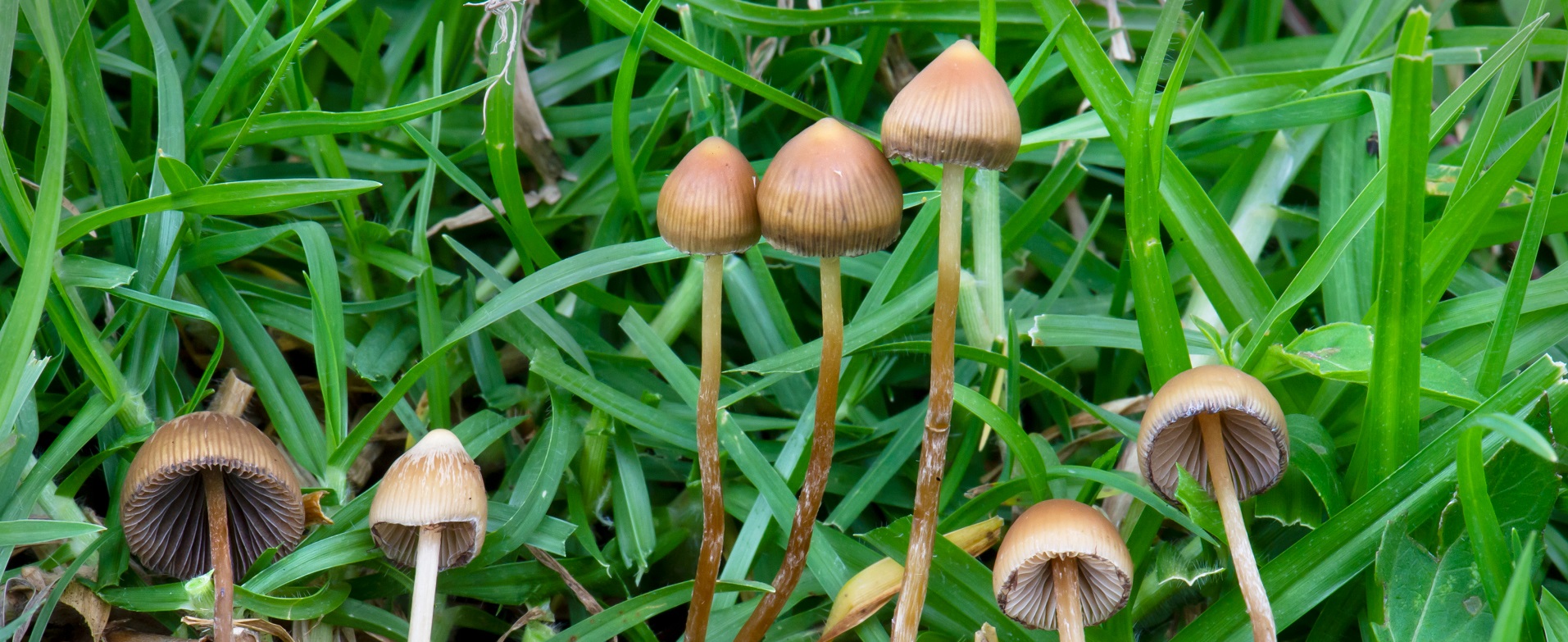 magic-mushrooms-the-future-of-freedom-foundation